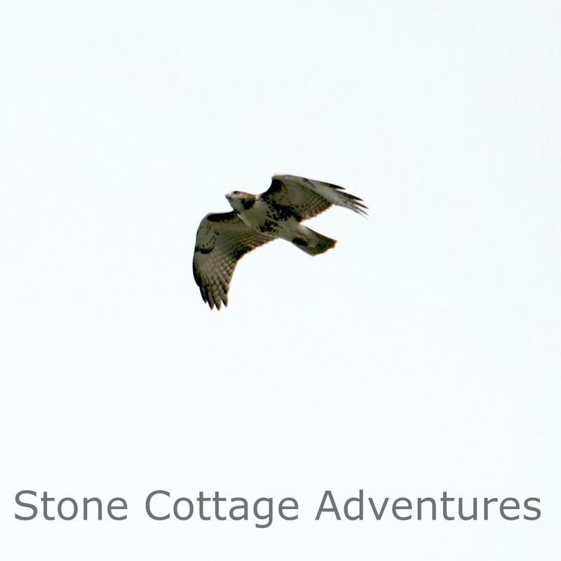 Red Tailed Hawk in Flight – photo 2