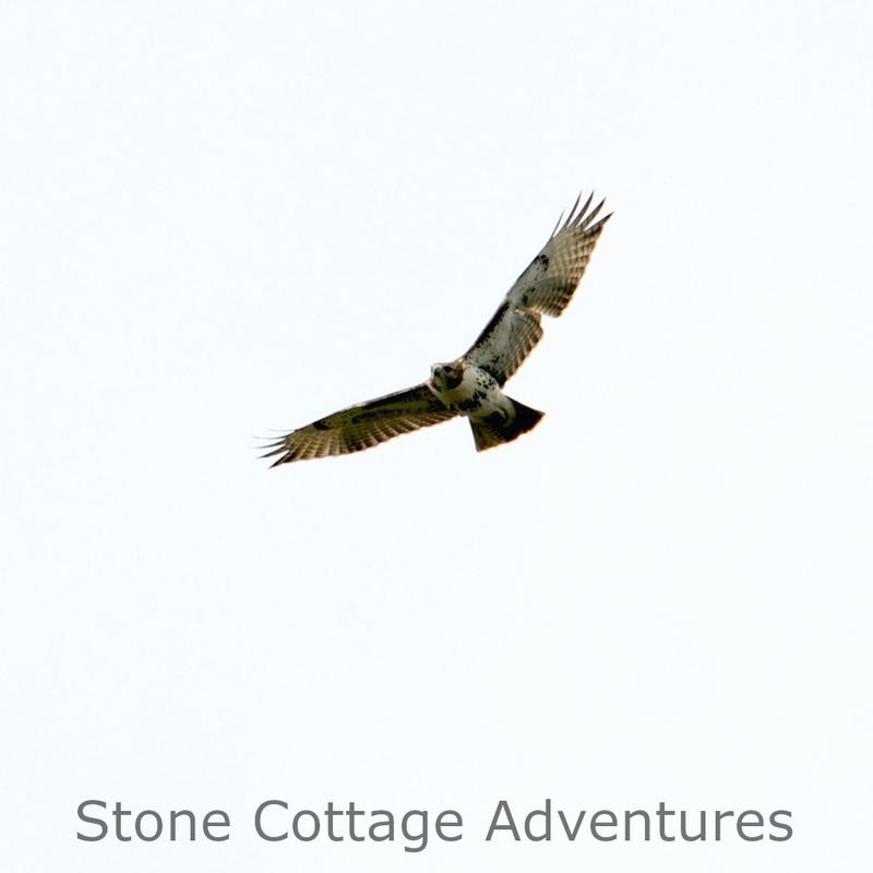 Red Tailed Hawk in Flight – photo 3