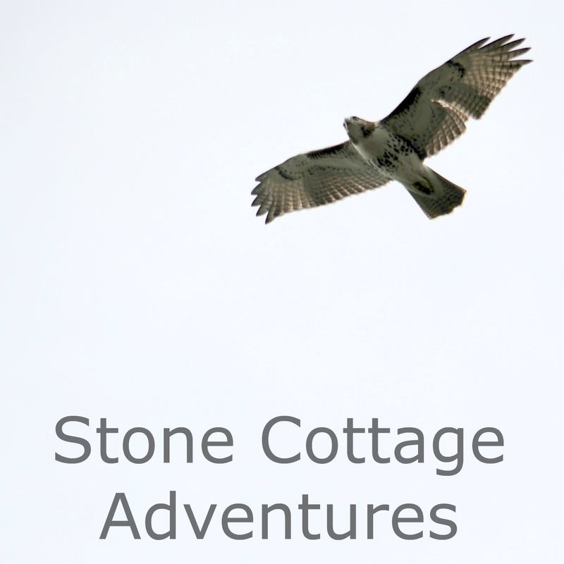 Red Tailed Hawk in Flight – photo 4