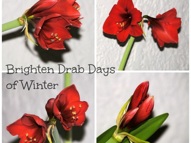 Brighten Drab Days of Winter