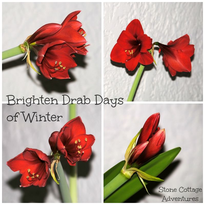 Brighten Drab Days of Winter – photo 1