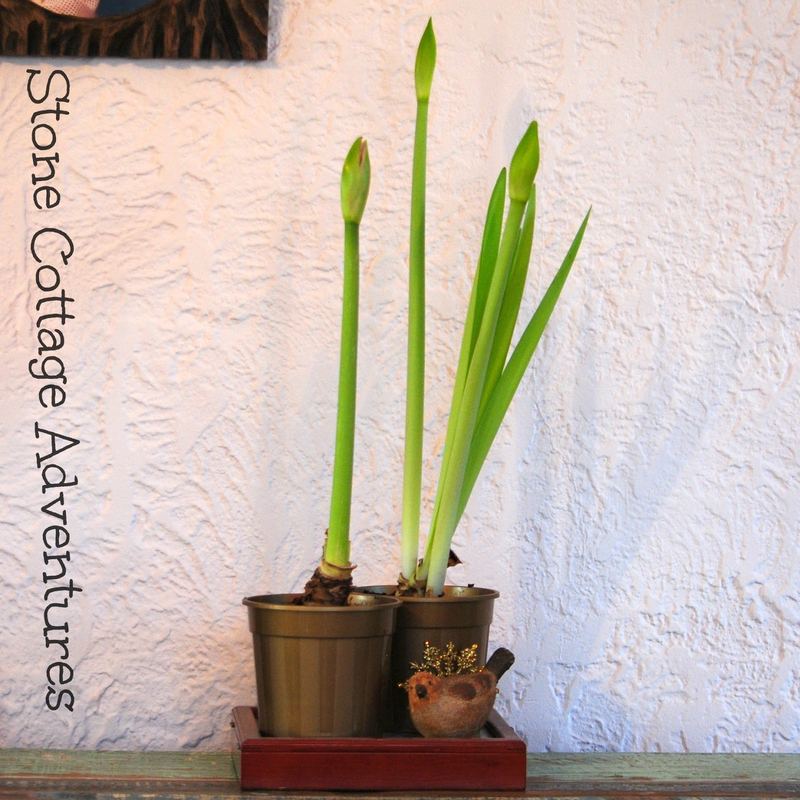 Brighten Drab Days of Winter – photo 5