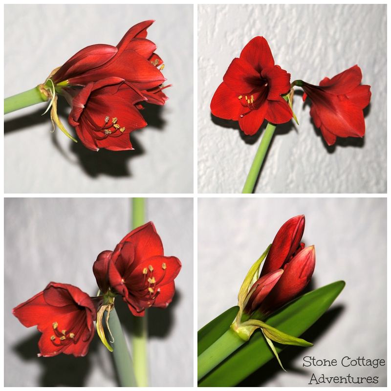 Brighten Drab Days of Winter – photo 9