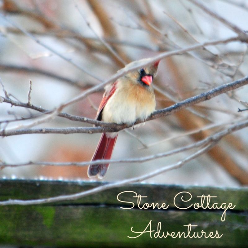 Garden Guest:  Female Cardinal – photo 1