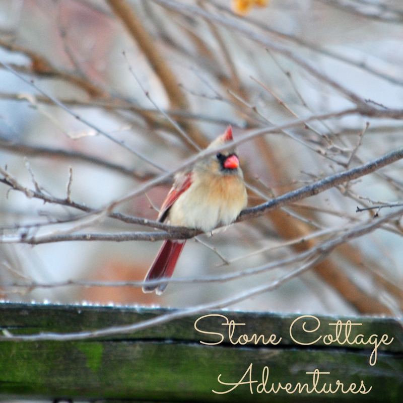 Garden Guest:  Female Cardinal – photo 2