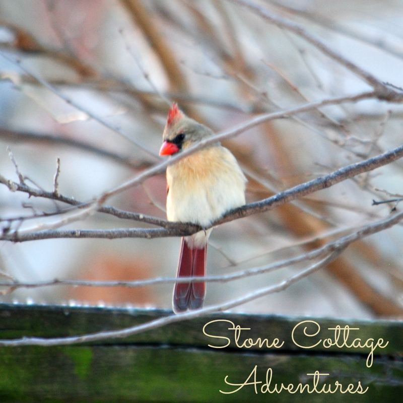 Garden Guest:  Female Cardinal – photo 3