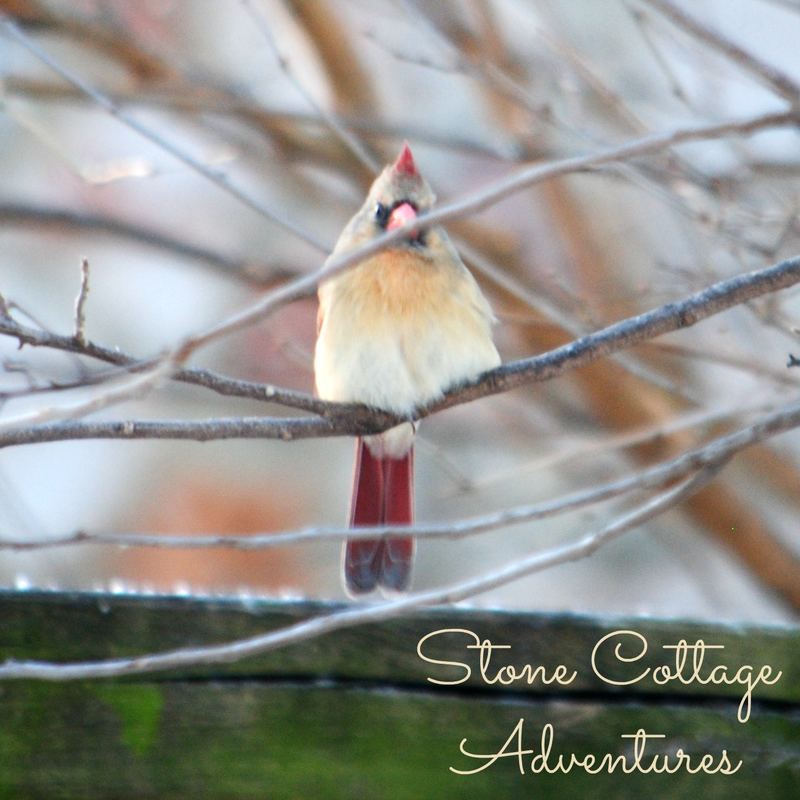 Garden Guest:  Female Cardinal – photo 4