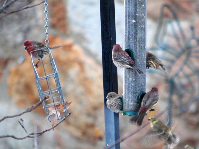 Garden Guest: House Finches