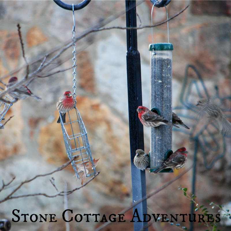 Garden Guest:  House Finches – photo 3
