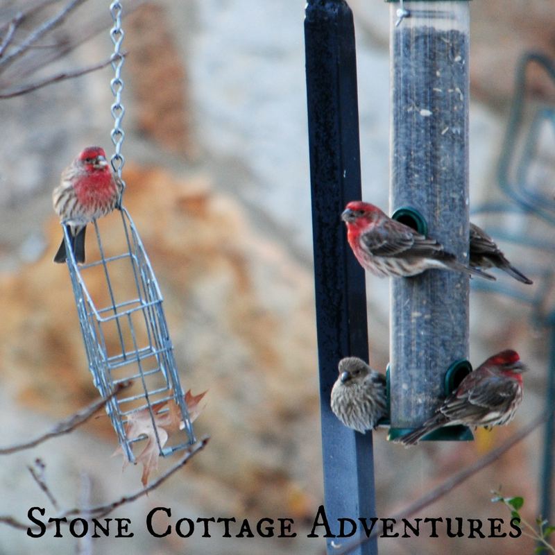 Garden Guest:  House Finches – photo 4