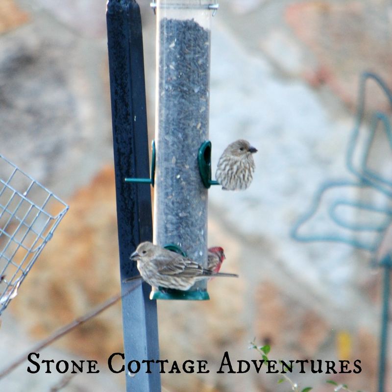 Garden Guest:  House Finches – photo 5