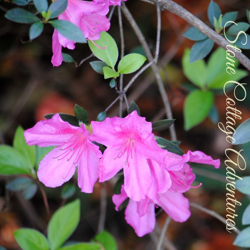 Bellingrath Gardens {Part 1} – photo 2