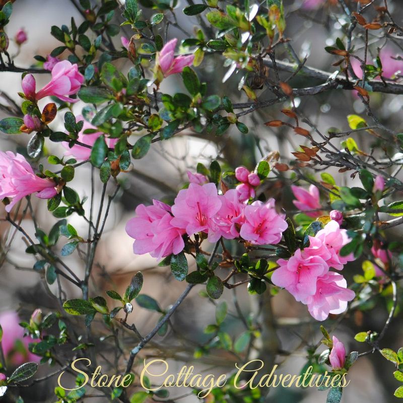 Bellingrath Gardens {Part 2} – photo 4