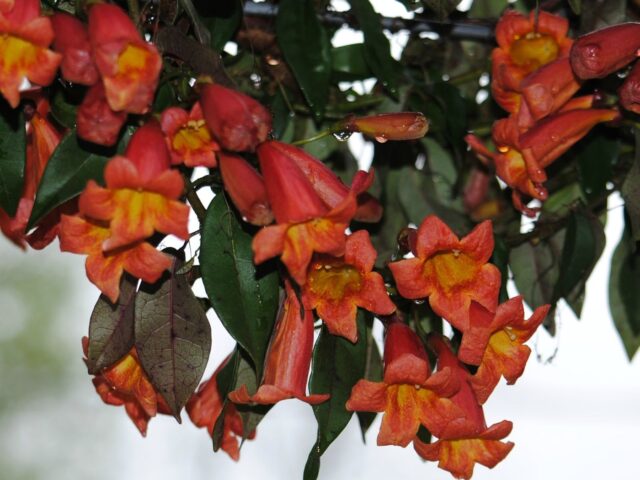 Crossvine