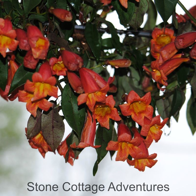 Crossvine – photo 1