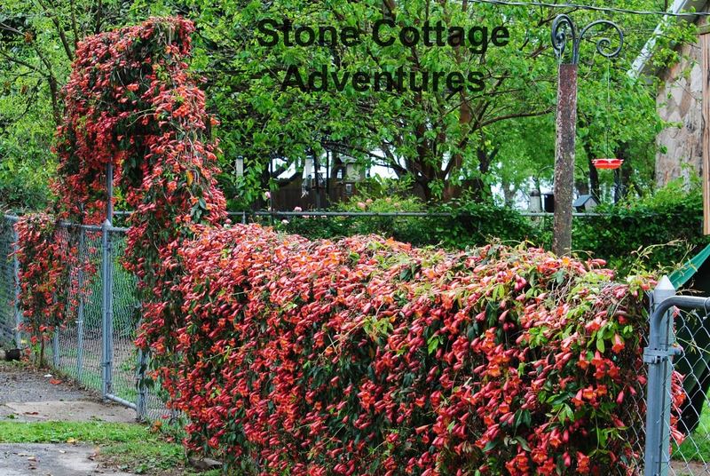Crossvine – photo 2