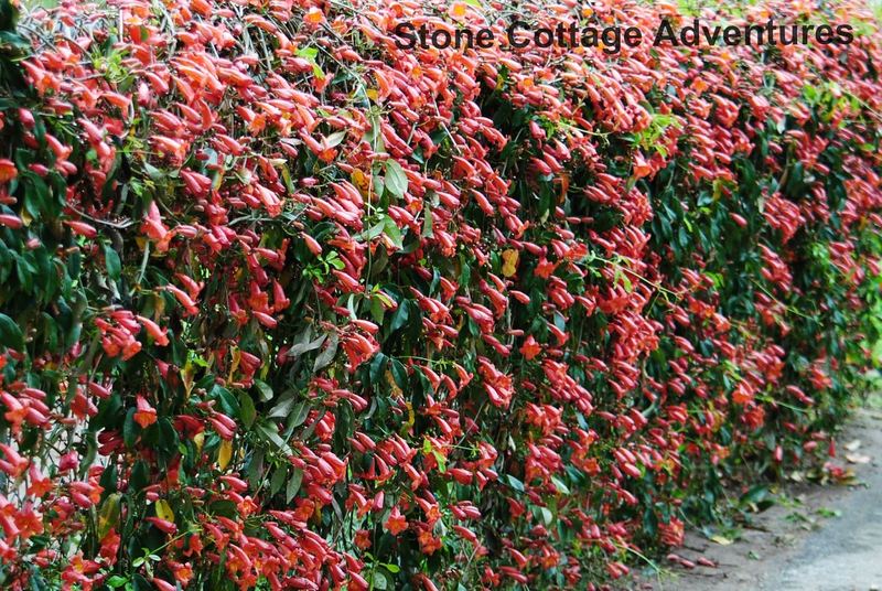 Crossvine – photo 4