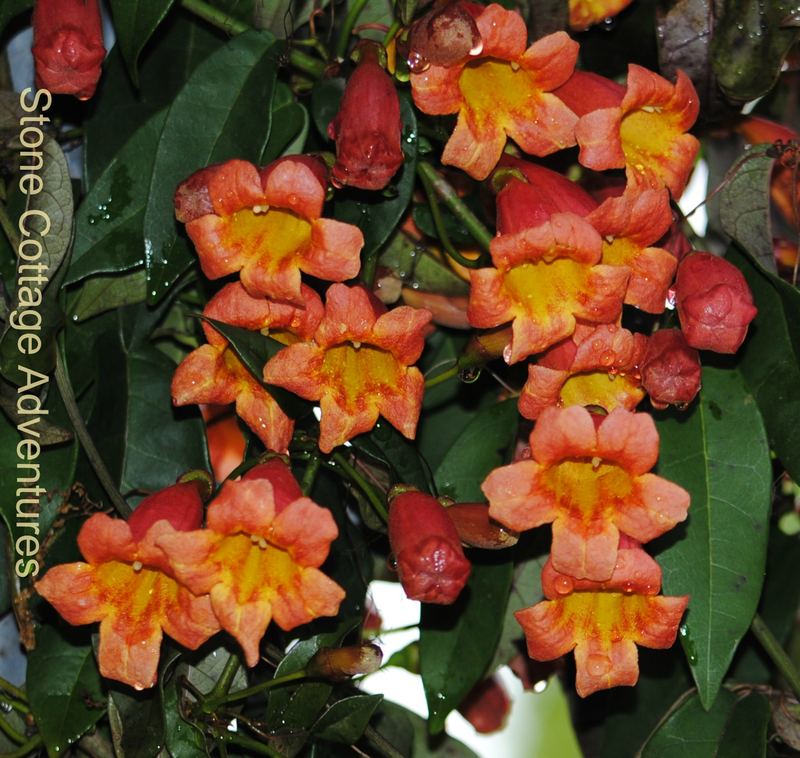 Crossvine – photo 7