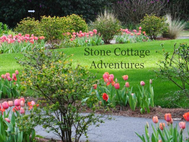 Tulips at Bellingrath Gardens