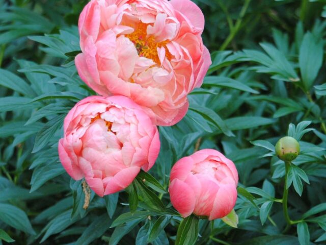 Coral Charm Peonies