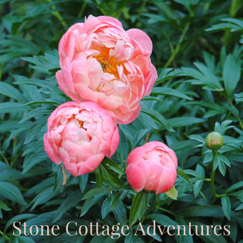 Coral Charm Peonies – photo 1