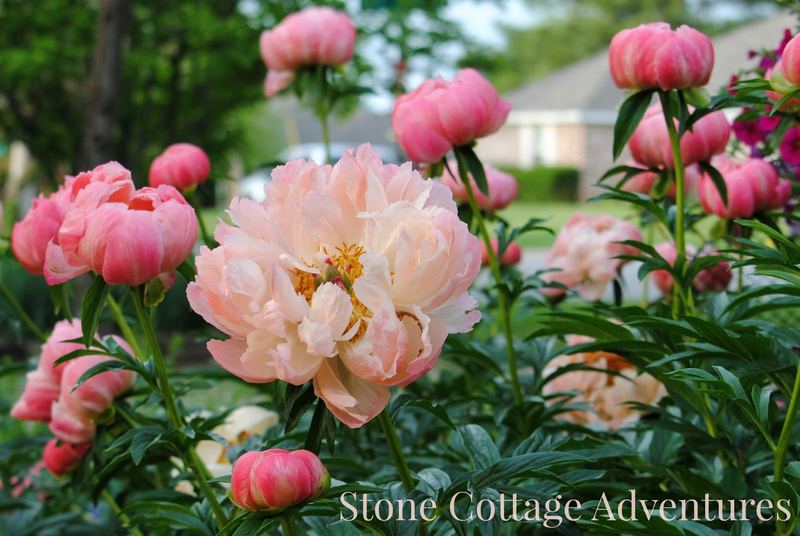 Coral Charm Peonies – photo 2