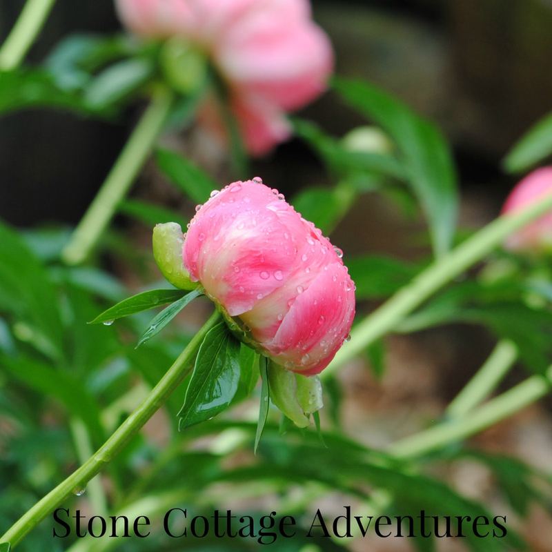 Coral Charm Peonies – photo 3