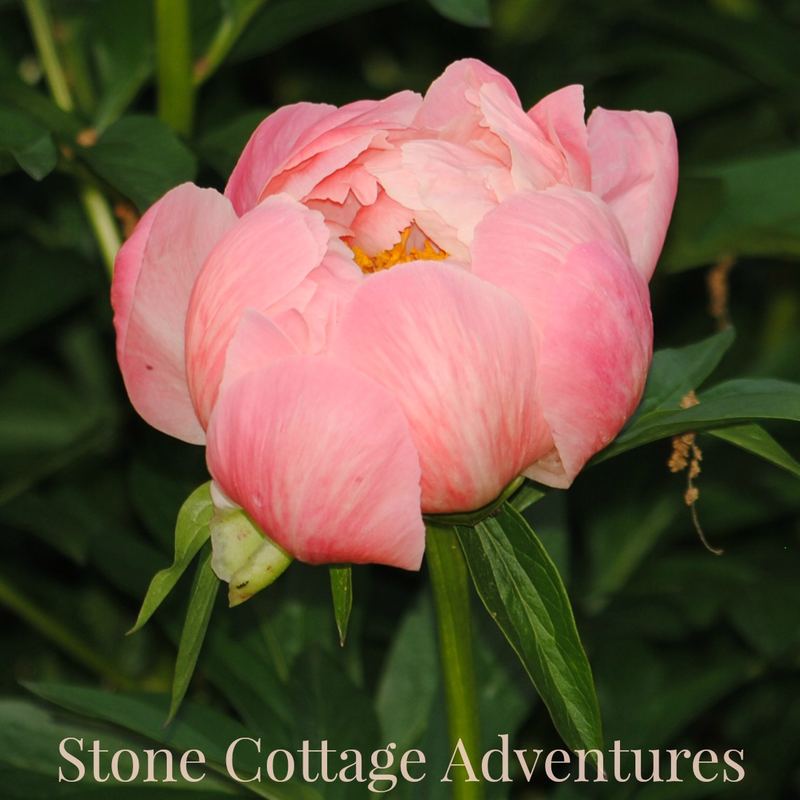Coral Charm Peonies – photo 5