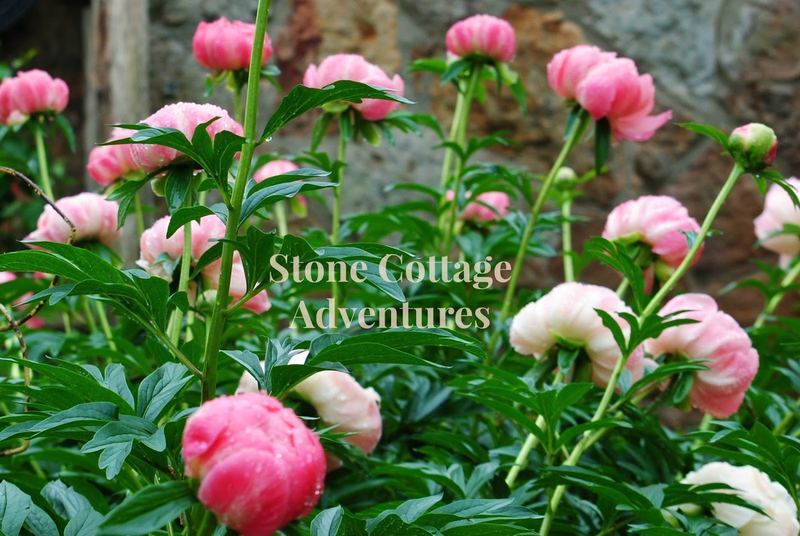 Coral Charm Peonies – photo 6