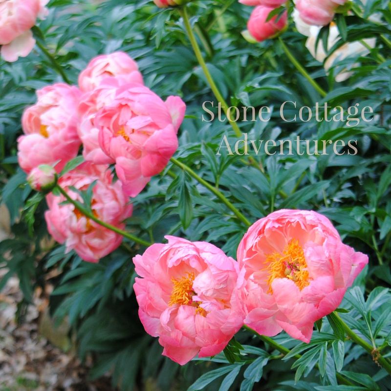 Coral Charm Peonies – photo 9