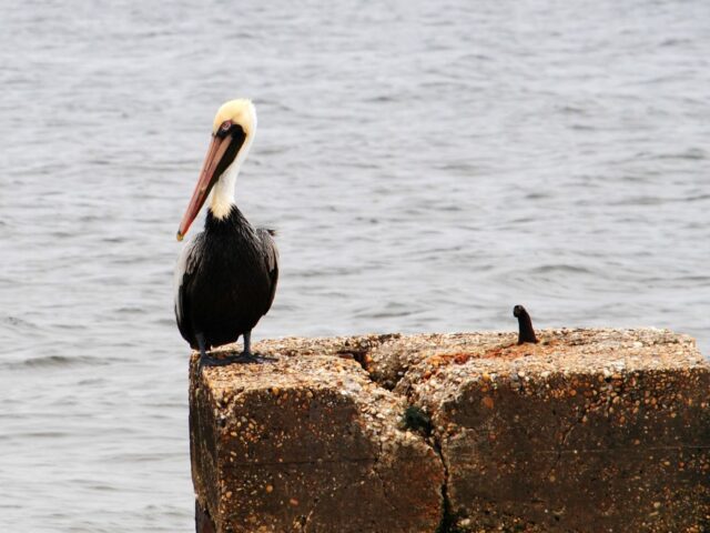 Pelican – Almost Silent Sunday
