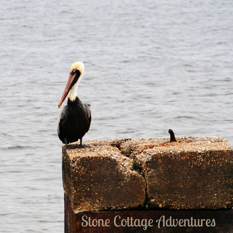 Pelican - Almost Silent Sunday – photo 1