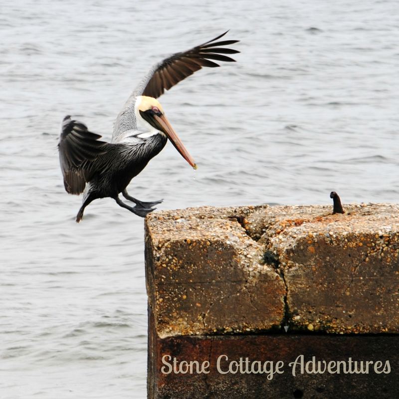 Pelican - Almost Silent Sunday – photo 6