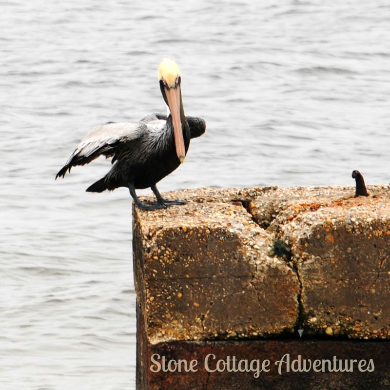 Pelican - Almost Silent Sunday – photo 7