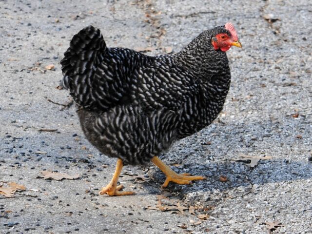 Sweet Little Chickens