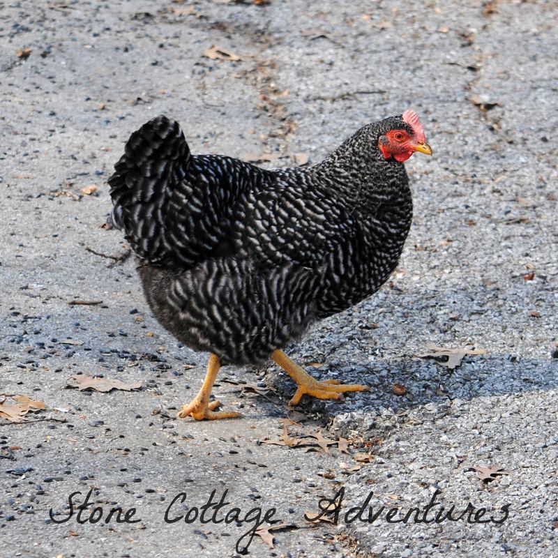 Sweet Little Chickens – photo 1