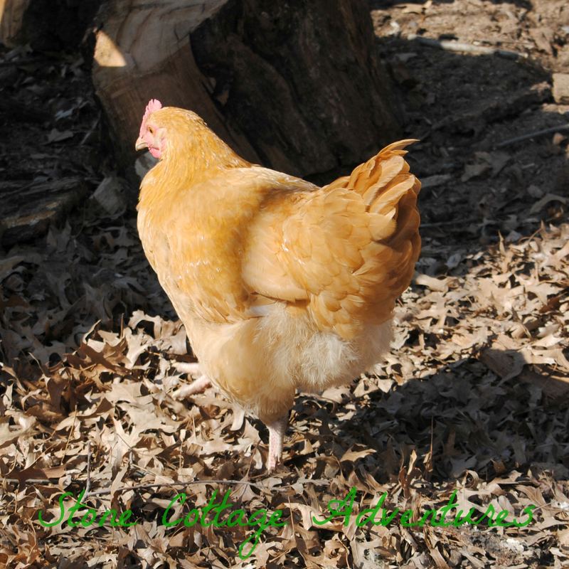 Sweet Little Chickens – photo 11