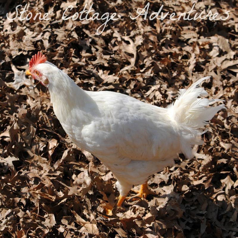 Sweet Little Chickens – photo 2