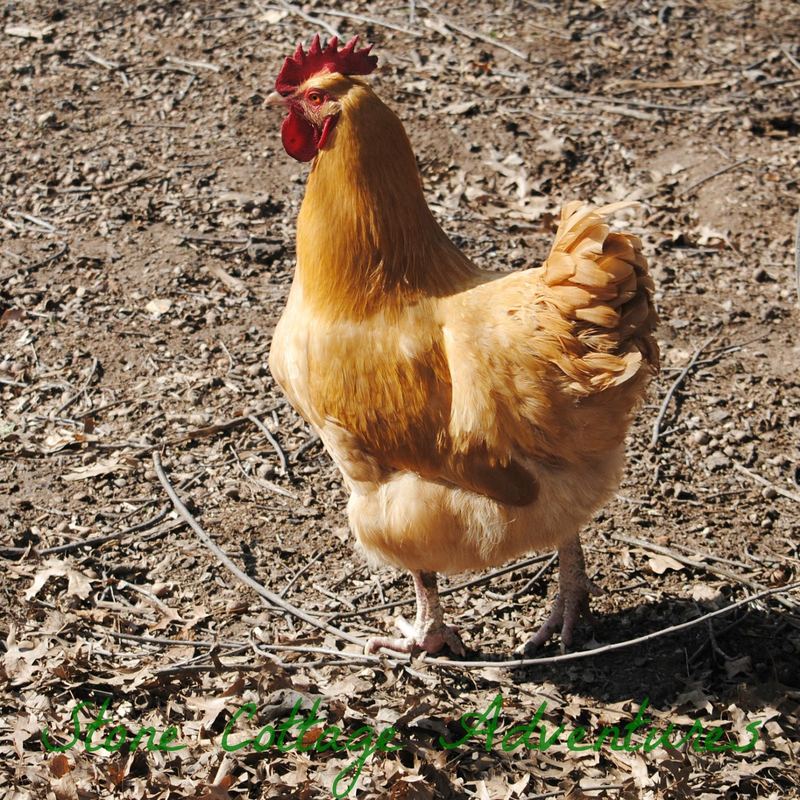 Sweet Little Chickens – photo 3