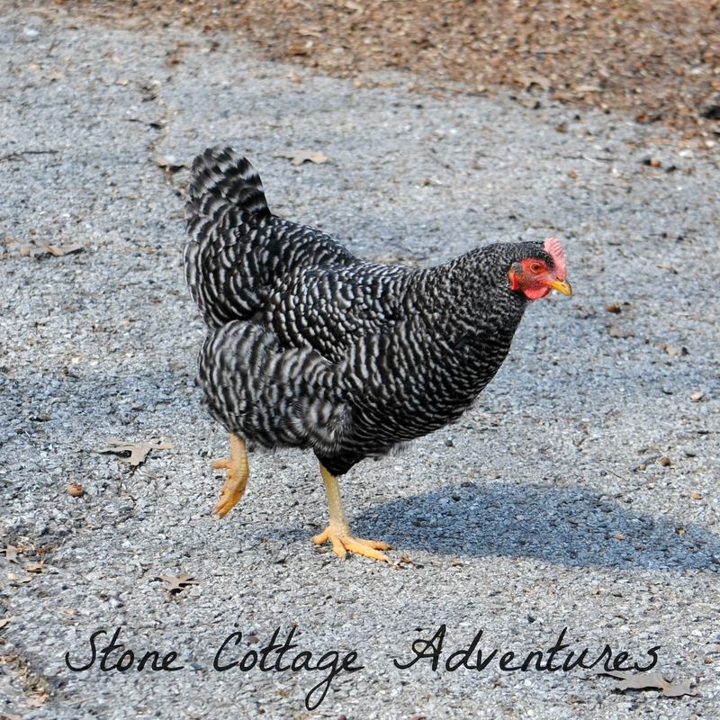 Sweet Little Chickens – photo 6