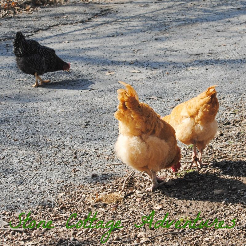 Sweet Little Chickens – photo 7