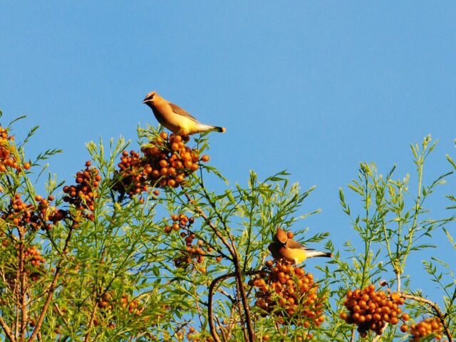 Western Soapberry aka Chinaberry Tree