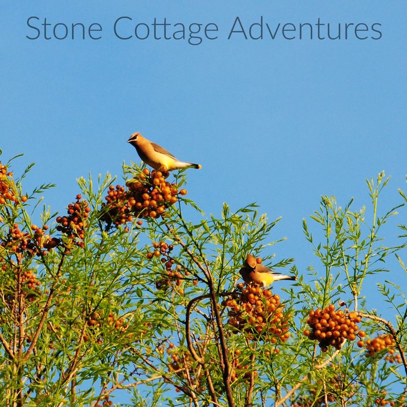 Western Soapberry aka Chinaberry Tree – photo 1