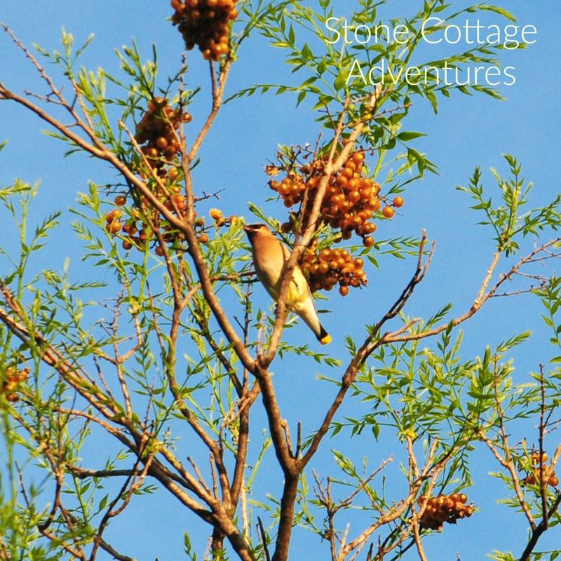 Western Soapberry aka Chinaberry Tree – photo 2