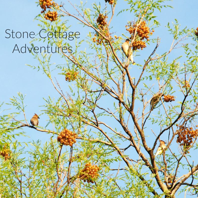 Western Soapberry aka Chinaberry Tree – photo 3