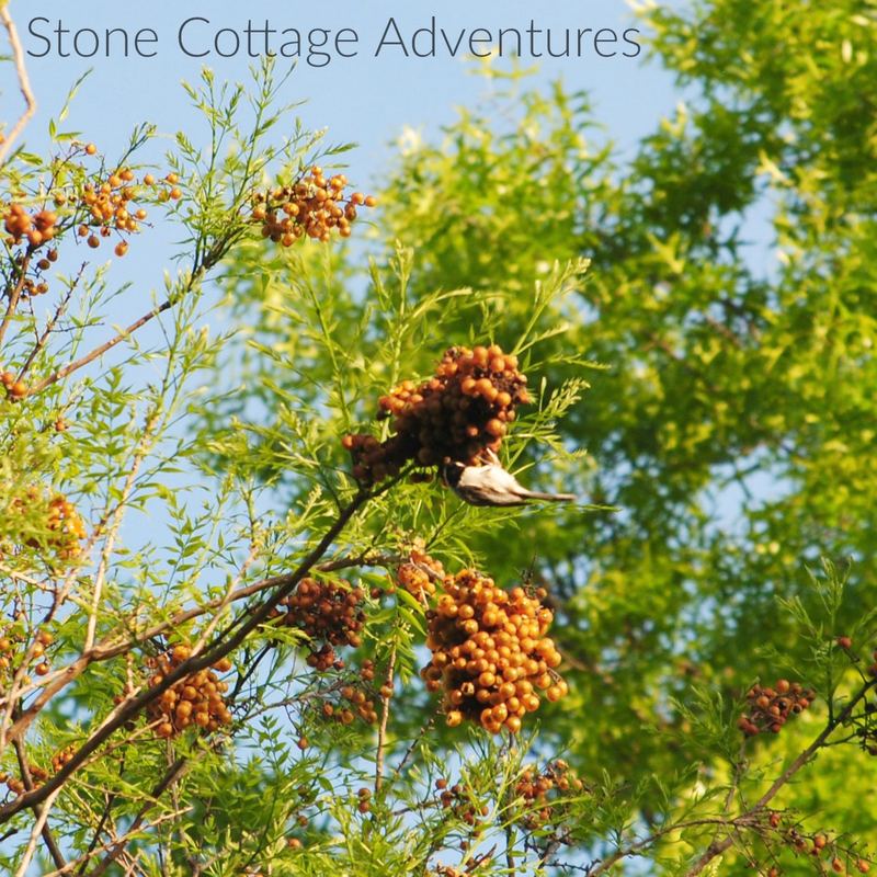 Western Soapberry aka Chinaberry Tree – photo 6