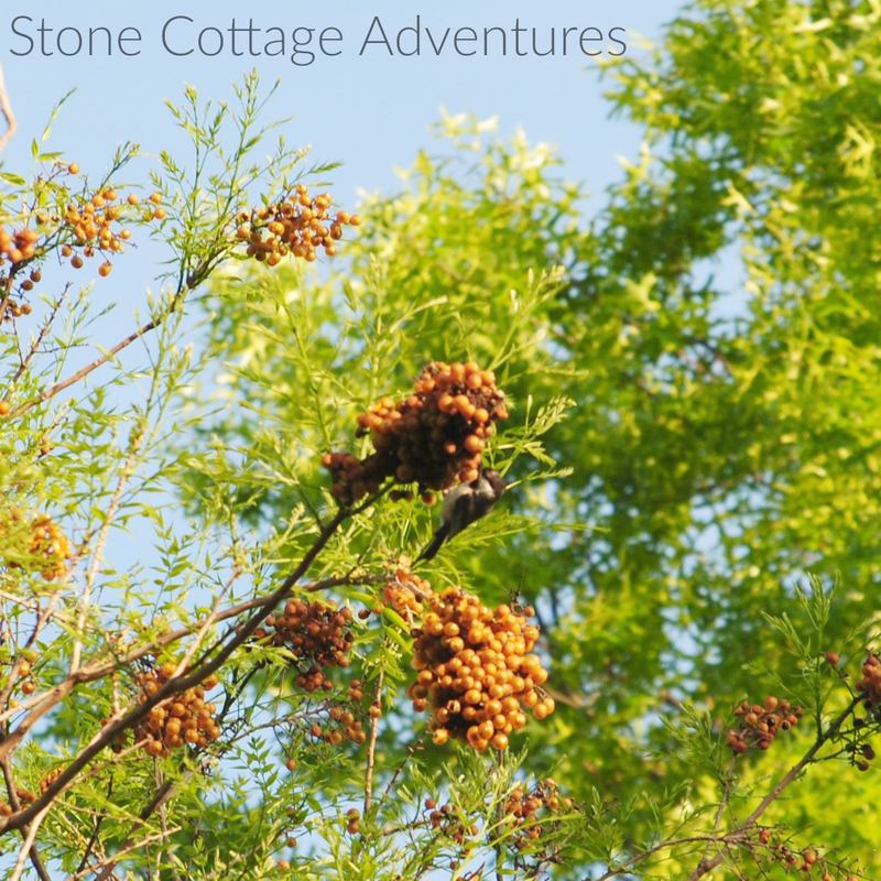 Western Soapberry aka Chinaberry Tree – photo 7