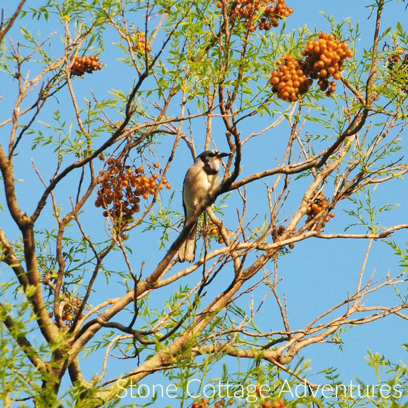 Western Soapberry aka Chinaberry Tree – photo 8