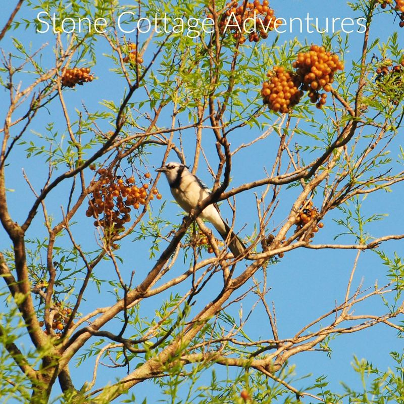 Western Soapberry aka Chinaberry Tree – photo 9