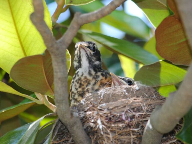 Garden Guest: Baby Robins 2017
